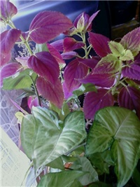 eeef9044-image_0002.jpg