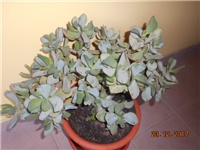 eef64362-DSCN2485.JPG