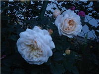 ef1af229-DSC08018.JPG