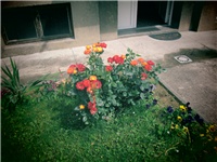 efbaa905-IMG_0350_800x600.jpg