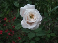 f0285547-IMG_0720.jpg