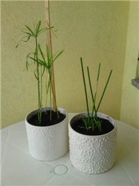 f0553a19-palmice.jpg