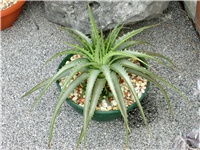 f0c25bb0-dyckia.JPG