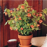 f1ec9983-abutilonOrange_lg.jpg