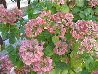 f3cd40ef-IMG_0053.JPG
