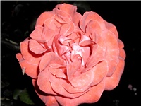 f4079ee8-DSCI1296.JPG