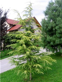 f43ee777-IMG_0005.jpg