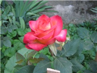 f53362fc-IMG_0678.jpg