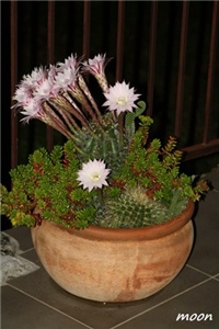 f55a537c-IMG_2160.JPG