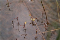 f6c01a5a-utricularia_minor.jpg