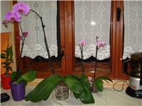 f6c15808-DSC05937.JPG