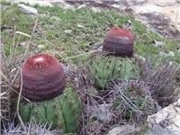 f7833431-qi.jpg