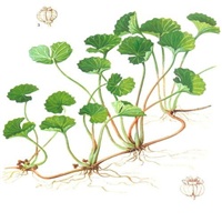 f7be7064-Centella-Asiatica.jpg