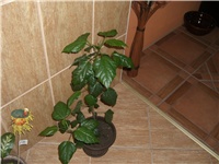 f8623126-CIMG2234.JPG