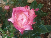 f87c9252-002.JPG