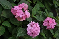 f8e1f980-serrata.jpg