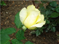 f92f8bc8-DSC07130.JPG
