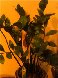 fa2145b0-PTDC0079.JPG