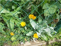 fc8f422a-DSCN0968.JPG