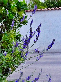 fd067066-DSC07939.JPG