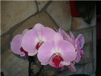 fd5843df-DSC07629.JPG