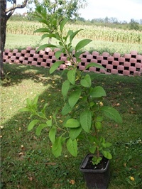 fe5ad3c6-P1010010.JPG