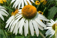 febfddbe-echinacea-0005.jpg