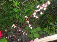 fecdabcd-DSCN0752.JPG