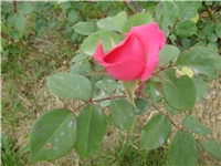 ffbc0ccf-P9270002.JPG