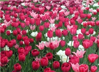 ffe72f84-0905-4625-92d1-0465246056eb-tulipa2.jpg