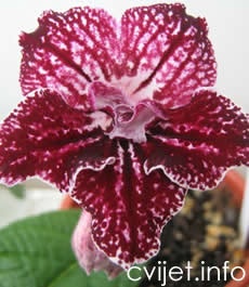 Cvijet Streptokarpus - lat.Streptocarpus
