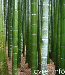 Moso bambus - Phyllostachys pubescens