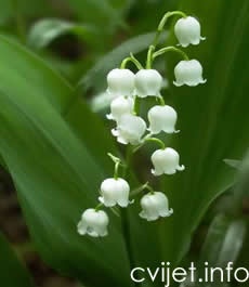 Đurđica – Convallaria majalis