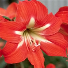 Amarilis -  prugasti sunovrat - lat. Hippeastrum x