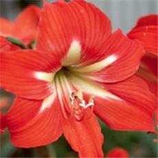 Amarilis -  prugasti sunovrat - lat. Hippeastrum x