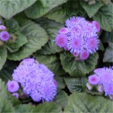 Ageratum