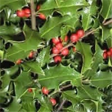 Božikovina – lat. Ilex aquifolium