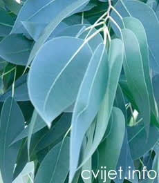 Eukaliptus - Eucalyptus globulus 