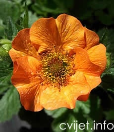 Cvijet Geum - blaženak