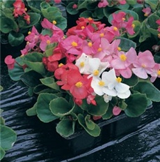 Begonija – lat. Begonia semperflorens 