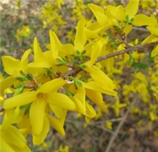 FORZICIJA - lat. Forsythia