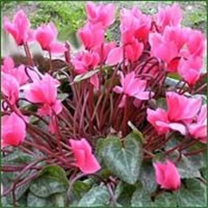 Ciklama – lat. Cyclamen persicum hibridi