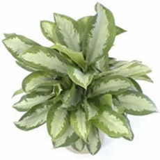 Aglaonema – lat. Aglaonema commutatum