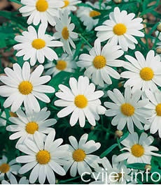 Kanarska ivančica - Argyranthemum frutescens