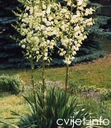 Juka, Yucca filamentosa (Liliaceae)
