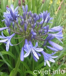 Afrički ljiljan - Agapanthus Africanus