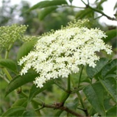 Bazga – lat. Sambucus ssp