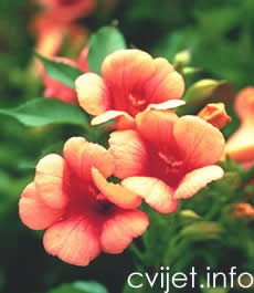 Cvijet Tekoma - Campsis radicans 