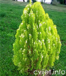 Thuja orientalis 