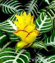 Zebrasta afelandra, Šafranski klas – lat. Aphelandra (squarrosa)